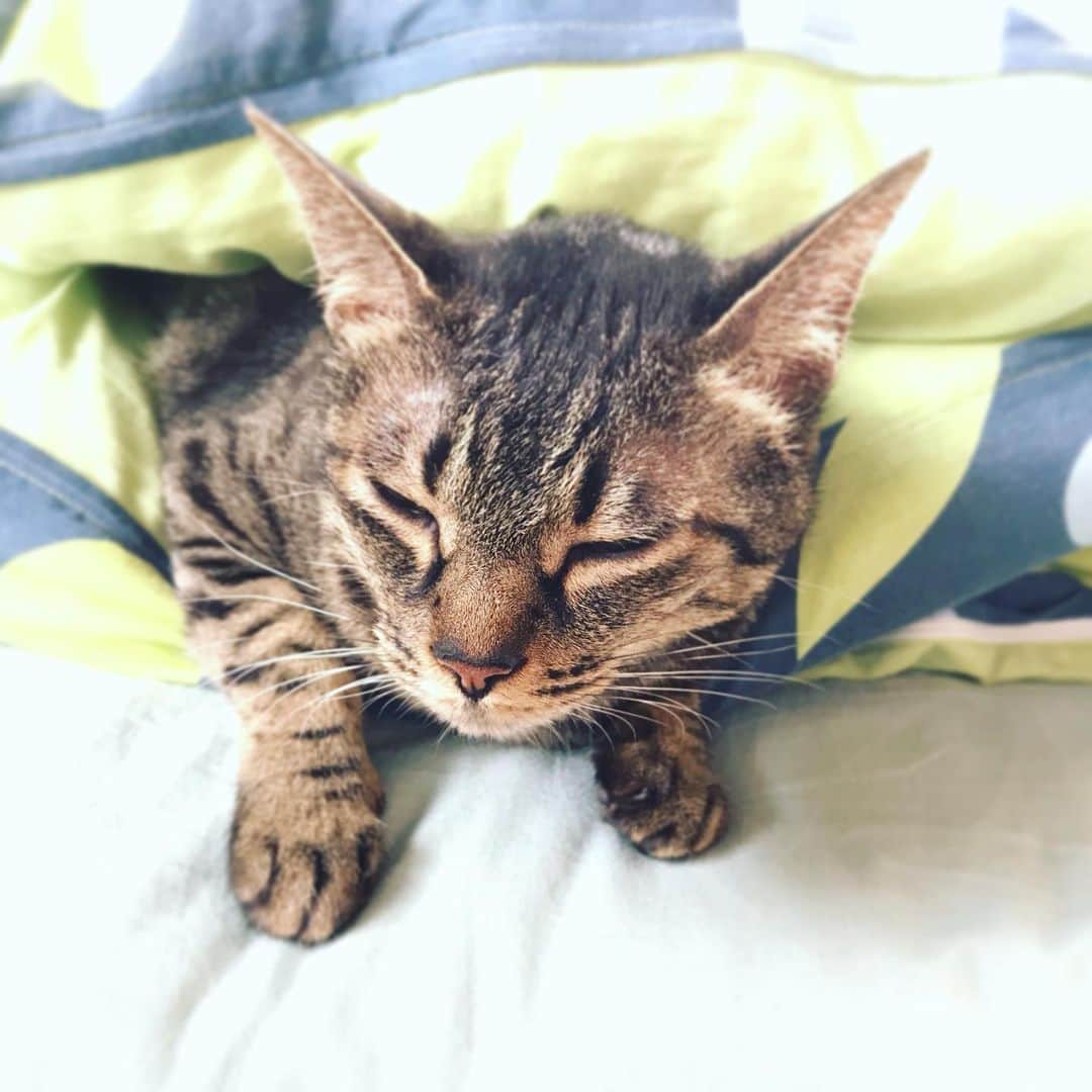 小嶋晶子のインスタグラム：「This is a nice spot too~♡🐈🐾 #cat #cats #browntabby #catsofinstagram #catstagram #neko #nekostagram #ねこ #ねこ部 #ねこすたぐらむ #きじとら #きじとらねこ #きじとら女子 #きじとら部 #ネコ #ネコ部  #キジトラ #キジトラネコ #キジトラ部 #かぎしっぽ #かぎしっぽ猫部 #カギしっぽ #カギしっぽ猫 #お腹ハゲてる」