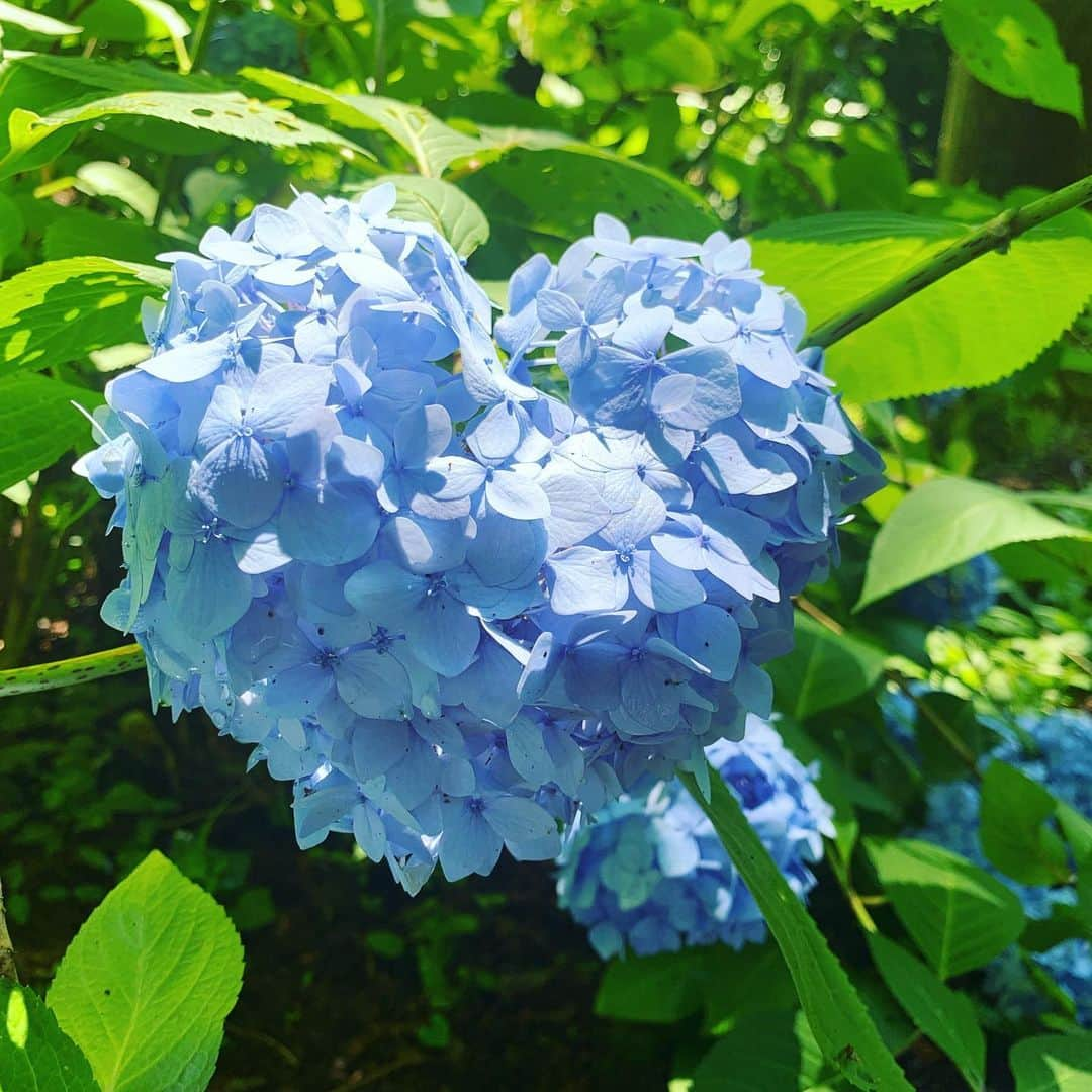 出雲阿国さんのインスタグラム写真 - (出雲阿国Instagram)「ハートの紫陽花♥️ ほっこり☺️ おすそ分けです☆  #島根県 #松江市 #紫陽花 #あじさい寺 #月照時 #ハートあじさい #ハート #ずも姉 #陽の気拡散 #出雲阿国」6月28日 14時05分 - izumonookuni