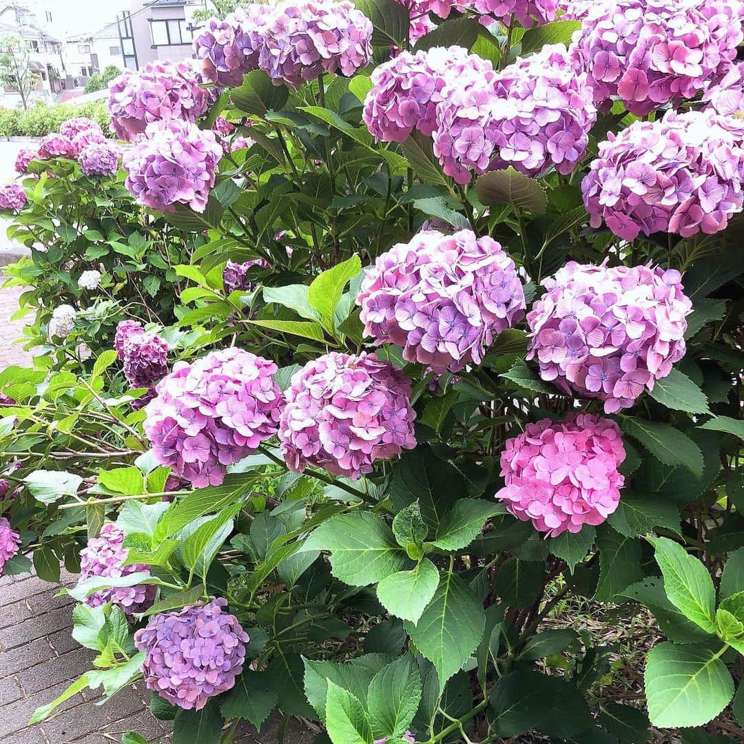 美奈子さんのインスタグラム写真 - (美奈子Instagram)「紫陽花。  きれいだなあ。。。 庭にもあったら綺麗だろうなあとおもうけど ガーデニング苦手だからなあ。。 でも今のところ いちごは無事😁笑笑  #紫陽花 #綺麗だな #美奈子」6月28日 14時38分 - minako_official