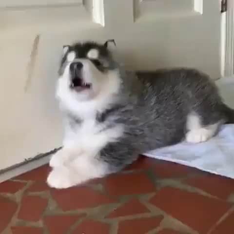 husky and malamuteのインスタグラム：「Oh..little puppy.🥰🥰」