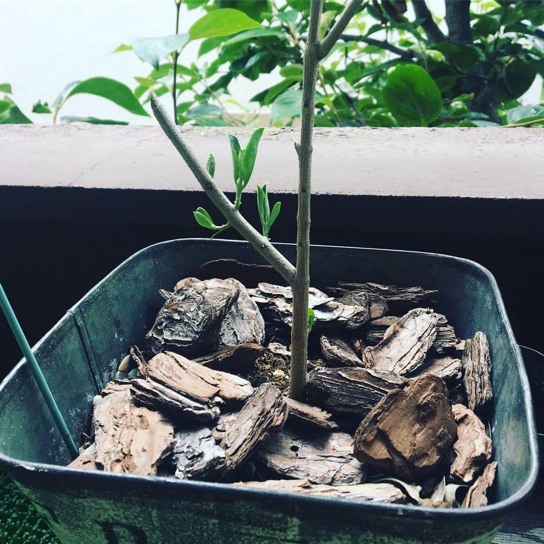 関沢圭司さんのインスタグラム写真 - (関沢圭司Instagram)「オリーブの葉が枯れかけてるようだったので枝を全部切ってしまいました。 が、新しい葉がでできたよ^_^ 良かったよー😭 元気に育って欲しいんだけど、どうすれば？？😅 #オリーブの木」6月28日 15時04分 - keiji55555