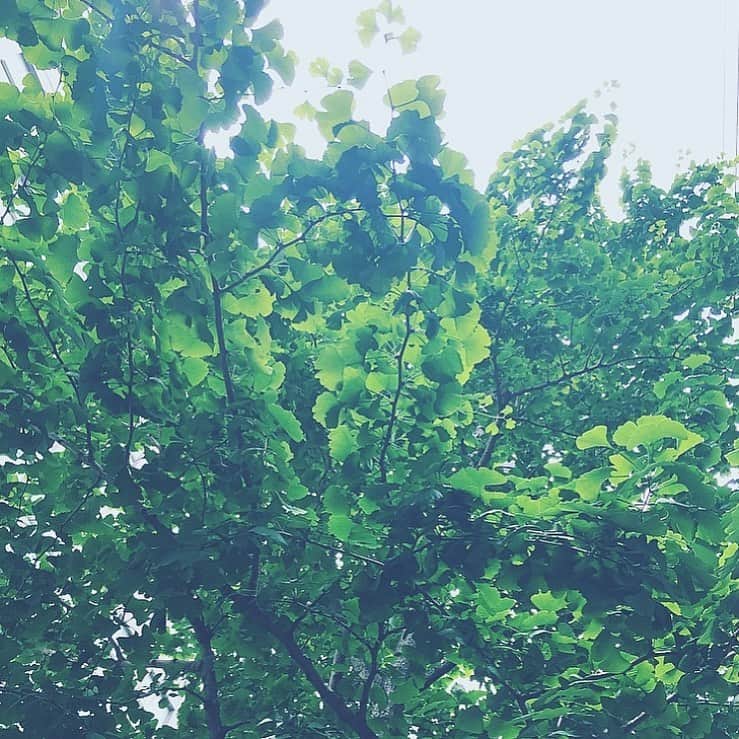宮本笑里さんのインスタグラム写真 - (宮本笑里Instagram)「曇り空に、汗ばむ陽気  皆さん、水分補給しっかりめに。」6月28日 15時41分 - emirimiyamoto