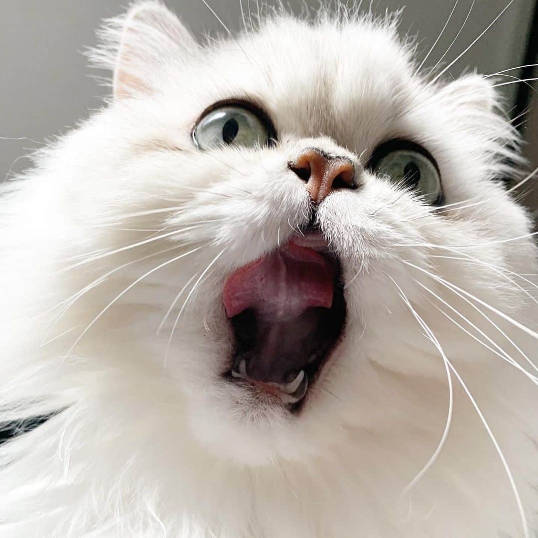 BeBeのインスタグラム：「TGIF😽💓お口の中までかわいいなぁ💓😍 #bebe #cat #kitty #kittycat #meow #eyes #catsofinstagram #kittensofinstagram #petsofinstagram #ilovecat #hubcats #adorable #instacat #photooftheday #TGIF #猫 #ねこ #CATLIFE #kawaii」