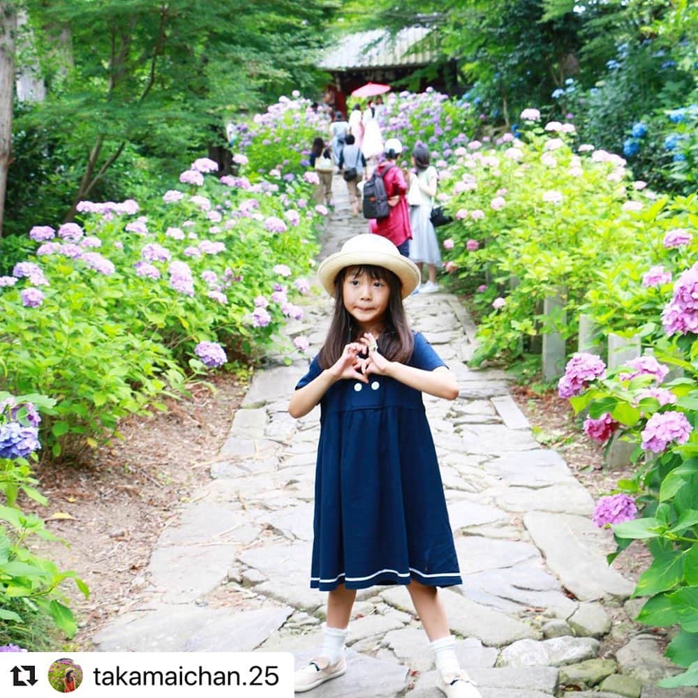 bellemaison_mama(ベルメゾン)さんのインスタグラム写真 - (bellemaison_mama(ベルメゾン)Instagram)「.﻿ 紫陽花が見ごろですね☂️﻿ ﻿ きちんと感のあるセーラー襟のワンピースは今の季節のおでかけにぴったりです。﻿ ﻿ @takamaichan.25 さん ベルカシャタグでのすてきな投稿をありがとうございました💕﻿ ﻿ #半袖セーラーワンピース﻿ ﻿ #Repost @takamaichan.25 with @make_repost﻿ ・・・﻿ もっと早いともっと紫陽花あるのかな🤔﻿ ひとが入れ替わり立ち代わりくるから、やってこないシャッターチャンス。﻿ #本光寺 #本光寺紫陽花まつり ﻿ ワンピ #ベルメゾン #ベルカシャ」6月28日 17時01分 - bellemaison_mama