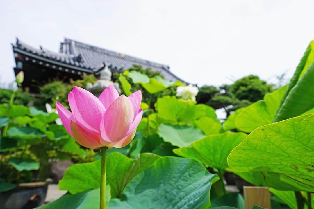 平塚市さんのインスタグラム写真 - (平塚市Instagram)「* 今年も要法寺で 蓮が咲き始めました。 花が開くのは午前中だけなので 見に行く際は早起き必須！ ぜひ足を運んでみてね。 みなさま、よい週末を！ ***************** #手をつなぎたくなる街 #hiratsukagood #hiratsuka#平塚 #shonan#湘南 #kanagawaphotoclub #はす#ハス#蓮 #蓮華#芙蓉 #蓮の花 #季節の花 #lotus #lotusflower #はなまっぷ#ザ花部 #要法寺#蓮寺 #充実した休日 #週末の過ごし方 #日々#暮らし #instagramjapan#igersjp」6月28日 17時01分 - hiratsukagood