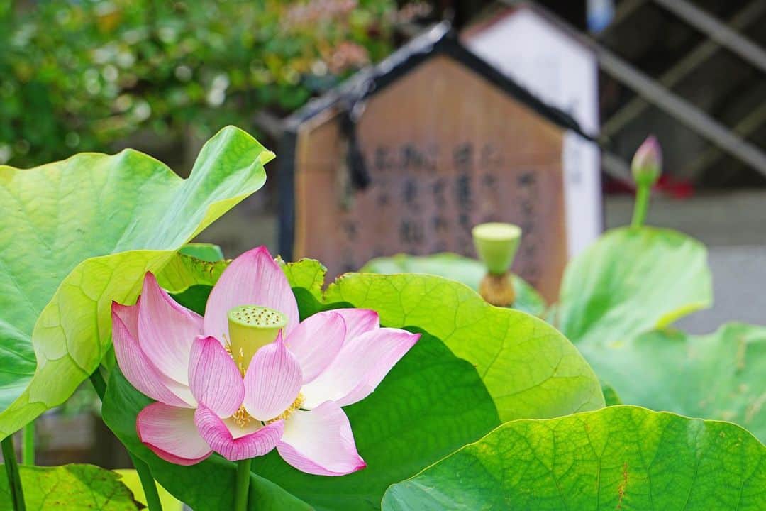 平塚市さんのインスタグラム写真 - (平塚市Instagram)「* 今年も要法寺で 蓮が咲き始めました。 花が開くのは午前中だけなので 見に行く際は早起き必須！ ぜひ足を運んでみてね。 みなさま、よい週末を！ ***************** #手をつなぎたくなる街 #hiratsukagood #hiratsuka#平塚 #shonan#湘南 #kanagawaphotoclub #はす#ハス#蓮 #蓮華#芙蓉 #蓮の花 #季節の花 #lotus #lotusflower #はなまっぷ#ザ花部 #要法寺#蓮寺 #充実した休日 #週末の過ごし方 #日々#暮らし #instagramjapan#igersjp」6月28日 17時01分 - hiratsukagood
