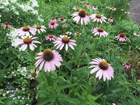 生活の木 メディカルハーブガーデン薬香草園【公式】のグルメインスタ