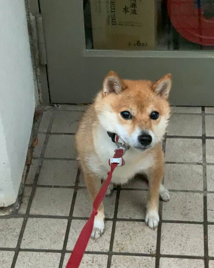 豆柴 サニーちゃんのインスタグラム