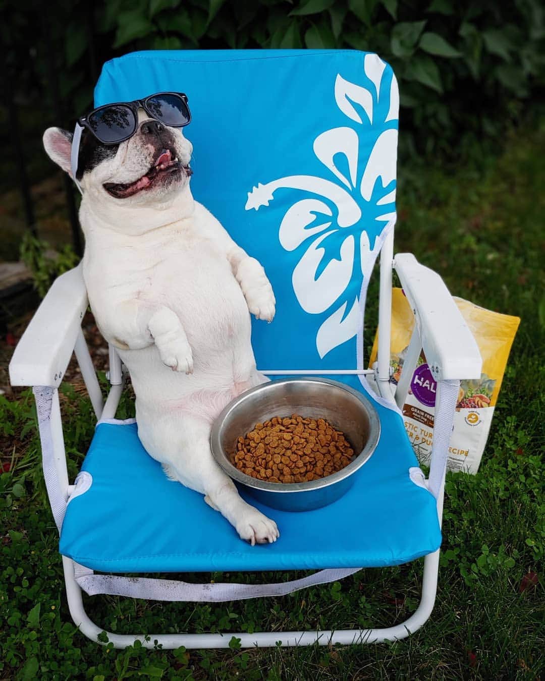 Manny The Frenchieのインスタグラム：「This is how summer bodies are made! Taking it easy and munching on healthy food to maintain a healthy weight! 😎🌞 @halopets」