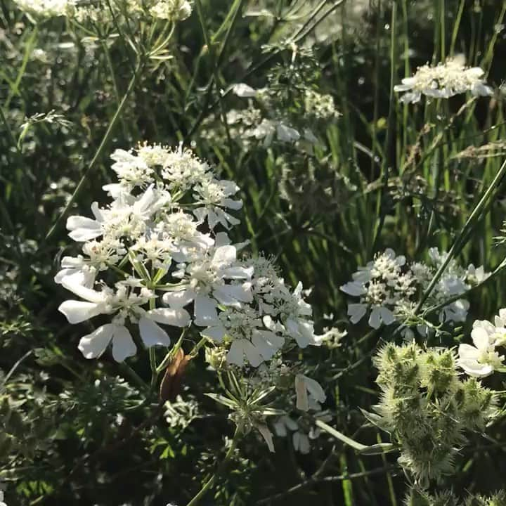 ニューヨーク植物園のインスタグラム