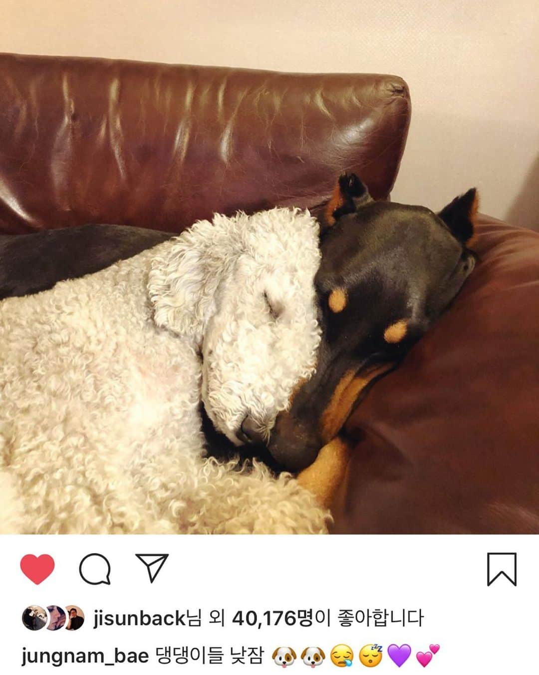 オム・ジウォンさんのインスタグラム写真 - (オム・ジウォンInstagram)「OMG!  They are sooooo cute.  I miss my baby viki😭😭 남정쓰 고마워😭😭😭」6月29日 3時54分 - umjeewon