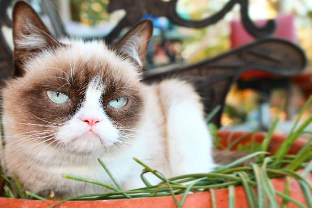 Grumpy Catさんのインスタグラム写真 - (Grumpy CatInstagram)6月29日 3時55分 - realgrumpycat