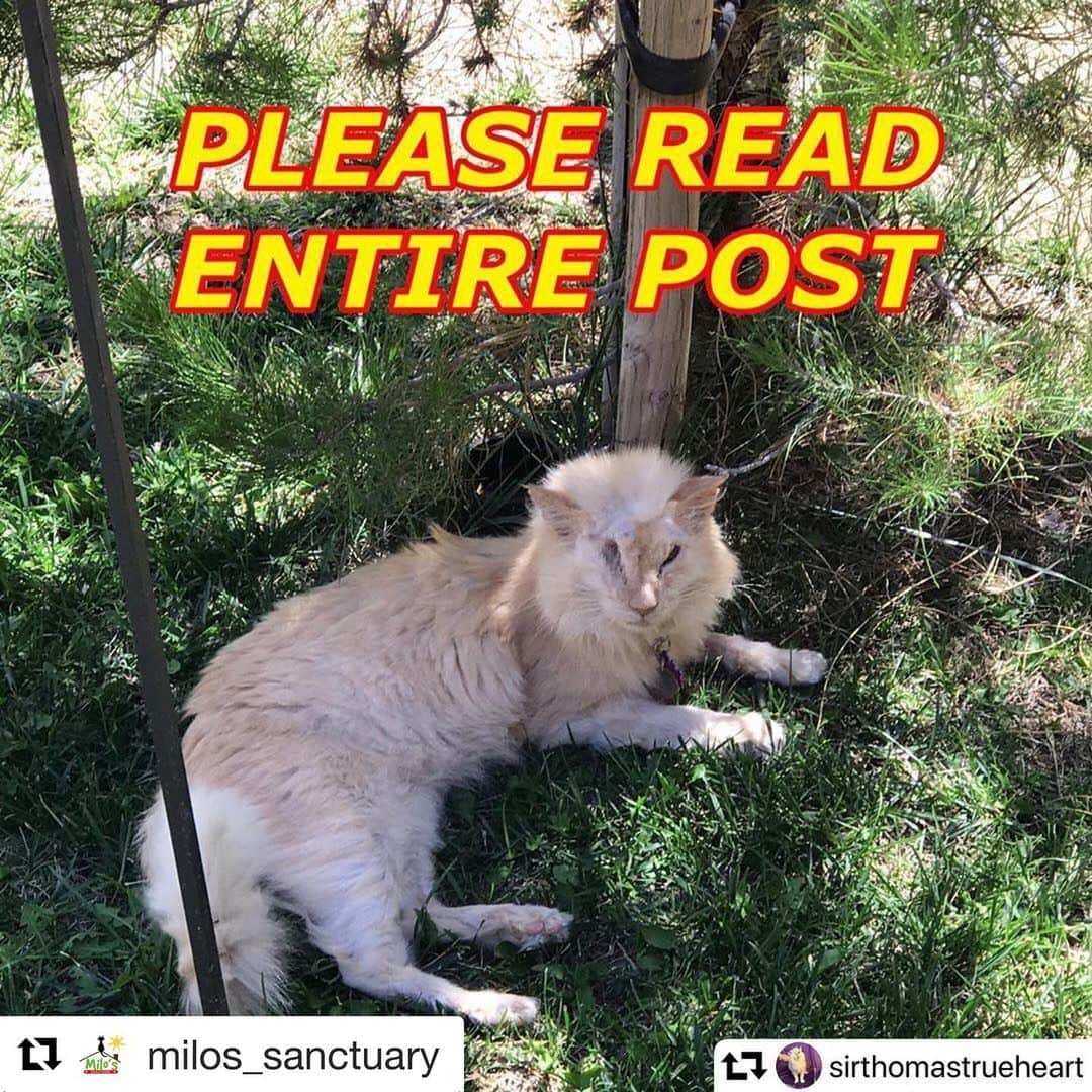 Venus Cat さんのインスタグラム写真 - (Venus Cat Instagram)「#Repost @milos_sanctuary ・・・ #repost @sirthomastrueheart ・・・ Hi,  This is Michele the President and Founder of Milo’s Sanctuary and Tommy’s mom. This is a very hard post to write but Tommy is currently in the hospital. I believe that to face things straight on and be honest and upfront is the best way to deal with any challenges that you face.  Tommy is having a rough time right now. As most of you know he's FIV+ and that lowers his immune system and can cause other complications. One of which is the virus can get into the bone marrow and attack the red blood cells. This causes severe anemia and is very serious. This is what we believe is happening right now in Tommy’s body.  He is in the hospital being monitored and treated. He has undergone one blood transfusion but might require more than one. We are doing all we can to get him back on his paws and we believe this is just another bump in the road. He has overcome so much and with his strength and your love and prayers we know he will overcome this as well.  We wanted to let all of you know what is happening and why he will not be making an appearance at Catcon this year. It saddens us greatly that all of you who have looked so forward to meeting our champion and his Lady Love Daisy won’t be able to. But his health is of course the important thing in the world to us and we are sure, to you as well.  Our friend Mick who is the dad to @theklauscat and @thejunocat has graciously offered to any ticket holders of the meet and greet with Tommy that you can come meet Juno and Klaus (who are both awesome felines) or @catconworldwide has offered a full refund of your ticket price. We are also bringing the little gift Tommy and Daisy had for the ticket holders and those will be given out this weekend. So if you want to stop by our booth or change your meet and greet to Juno & Klaus the gift will be at both places.  We appreciate any donation which will go to his ever growing vet bills (Link in bio)  But Tommy is worth more than money can ever buy and we are beyond grateful to all of you for your support.  GO TEAM TOMMY!  #persephonesplace #tommysteam #fiftyshadesofginger #catconworldwide #milossanctuary #milosmiracle」6月29日 4時22分 - venustwofacecat