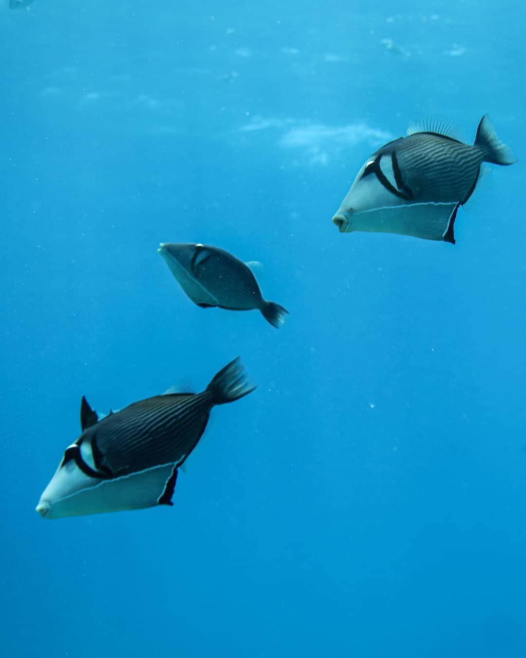 And Youさんのインスタグラム写真 - (And YouInstagram)「When life gets you down... just keep swimming 😊 . . . . . . . . . . . . . . . #hawaiivacation #hawaii #oahutours #unrealhawaii  #sealife #oceanlife #oahu #luckywelivehawaii」6月29日 4時24分 - dolphinsandyou