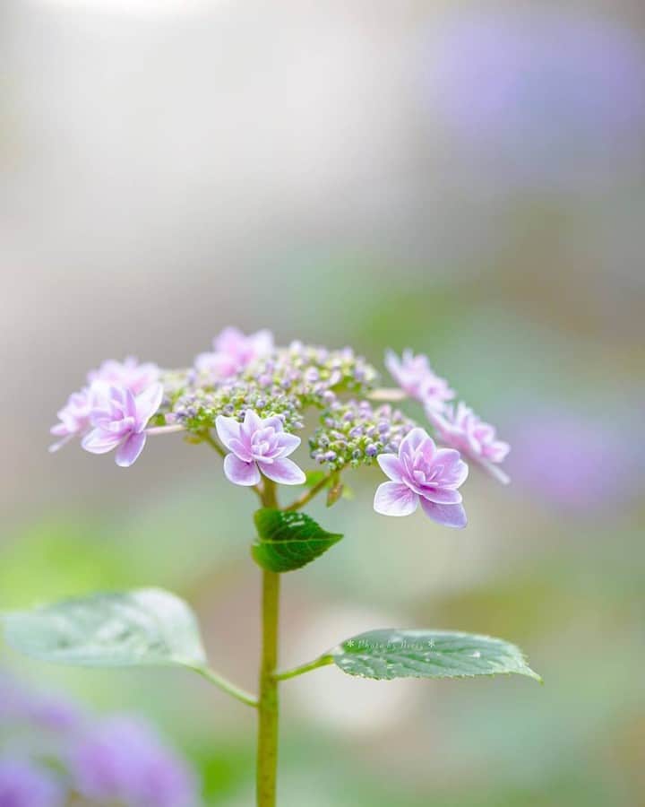 花の写真館のインスタグラム：「Photo by @nissy24_ig.⠀ https://instagram.com/nissy24_ig/⠀ .⠀ Original Post[投稿頂いたURL]⠀ https://www.instagram.com/p/ByVECx-A3L6/⠀ .⠀ 本アカウントは、 #私の花の写真 をつけてInstagramに投稿された皆さまの花の写真や、「花の写真館」Facebookページで投稿された花の写真を紹介します。⠀ 「花の写真館」Facebookページは、「 @floral.photograph 」のプロフィールにあるURLからご覧ください。⠀ .⠀ #花の写真館 #floralphotograph #floralphoto #flower #flowers #富士フイルム #FUJIFILM⠀ Follow: @floral.photograph」