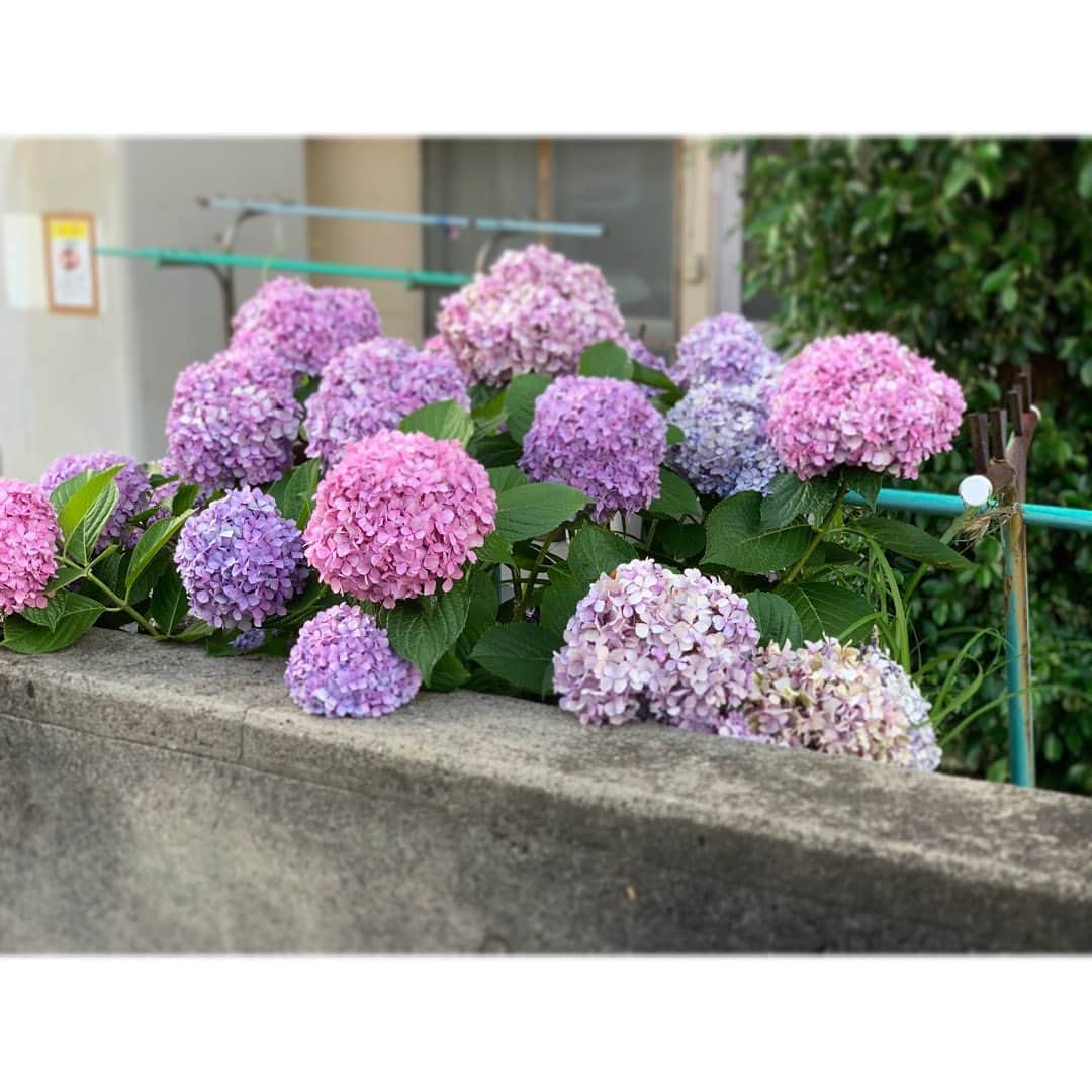 のインスタグラム：「こころは、つゆやすみ  来月になったら再始動  #あと3日で次月 #june #july #紫陽花 #癒し #flowers #tuyu #vacances #かたづけ」