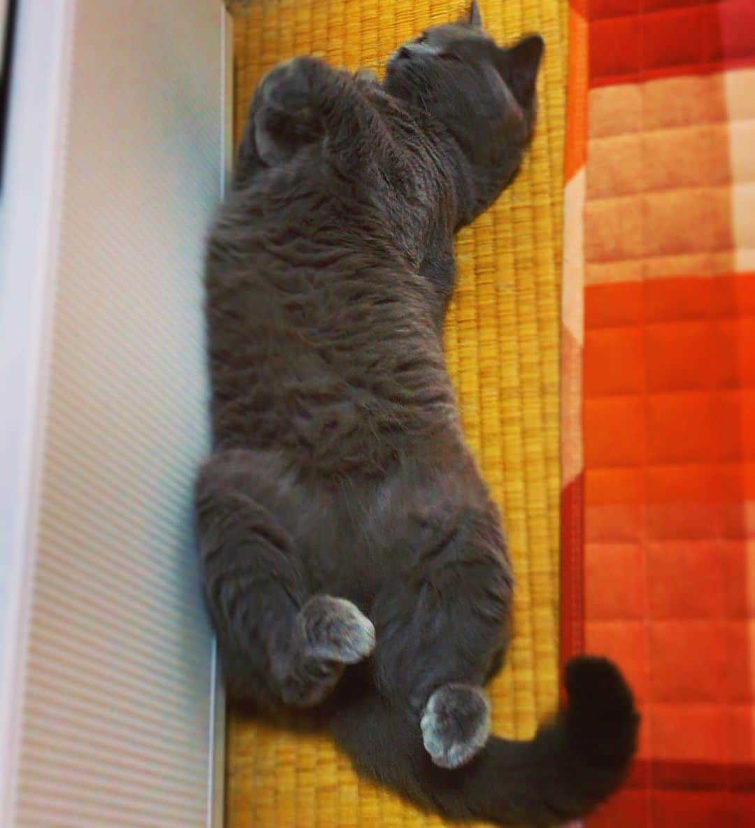 チキン南蛮カレーのルウ王子のグルメインスタ