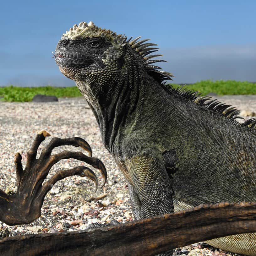 Thomas Peschakのインスタグラム：「Galapagos marine iguanas are the world's only ocean going lizards. They graze on cold water seaweeds and increases in sea temperature (during El Niño events) have detrimental effects: Warm water = No nutritious seaweeds = Dead marine iguanas!  In this photograph a living marine iguana is juxtaposed with the desiccated carcass of a compatriot that probably starved to death. Climate change is predicted to make El Niño events more frequent and severe and marine iguanas could become the first of the Galapagos’s iconic animals to disappear. Shot on assignment for @natgeo @parquegalapagos @darwinfound @pelayosalinas #climatechangegalapagos #galapagos #iguanas #hot」