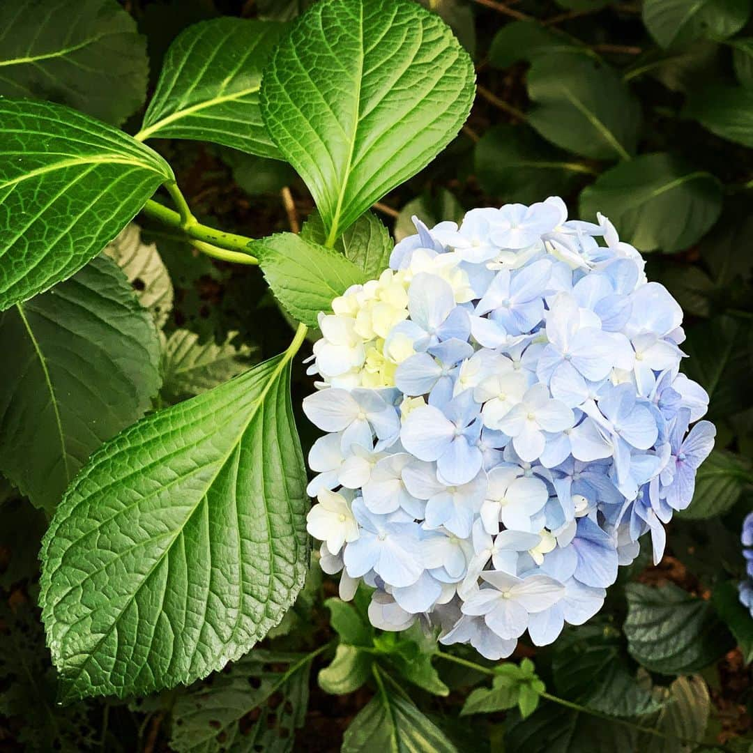 やなぎなぎのインスタグラム：「新宿御苑の紫陽花、少しだけ残っていました」