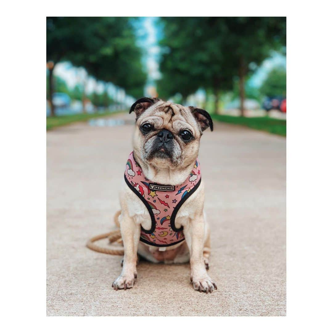 Melissa Santiagoのインスタグラム：「🌳 🤠 🌳  #DailyPug #LeicaHarrietPancakes #Pug #pugsofinstagram #puglovers」