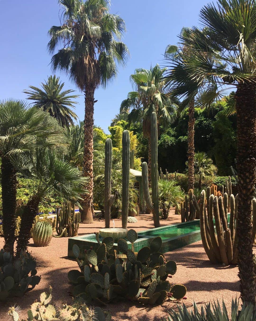 Takayuki Konoのインスタグラム：「🌵💚 サンローランとベルジェの2人が1980年に購入したマジョレル庭園。 庭園を覆い日差しを遮る緑と鳥の囀り。 マラケシュに惚れ込んだ理由が少しわかりました。 #lejardinmajorelle #marrakesh #morroco #yvessaintlaurent」