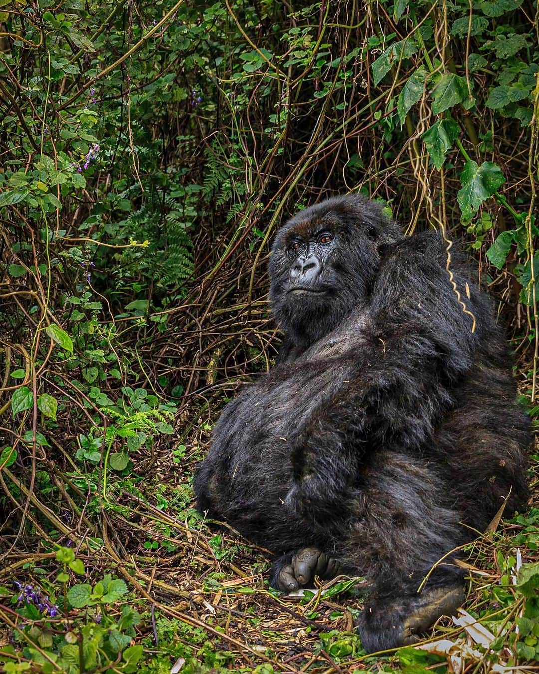 ナショナルジオグラフィックさんのインスタグラム写真 - (ナショナルジオグラフィックInstagram)「Photos by Ronan Donovan @ronan_donovan | This is Poppy. At the age of 42, she was the oldest living mountain gorilla on record. I had the pleasure of photographing Poppy for a @natgeo article on the legacy of Dian Fossey.  It has been announced by the Dian Fossey Gorilla Fund International @savinggorillas that Poppy is presumed dead since her last confirmed sighting in August. In addition to Poppy’s significance as the oldest recorded mountain gorilla, she was also the last gorilla to have been named by Dian Fossey. It’s the end of that direct link back to Fossey, yet the legacy of her work can be seen in Poppy’s old age. For a mountain gorilla to live out its years and die of old age is a huge conservation success story to be applauded. The tireless work continues on the ground and internationally to save the remaining 1,000 mountain gorillas. Please follow @ronan_donovan for more images from this @natgeo assignment.」6月28日 21時17分 - natgeo