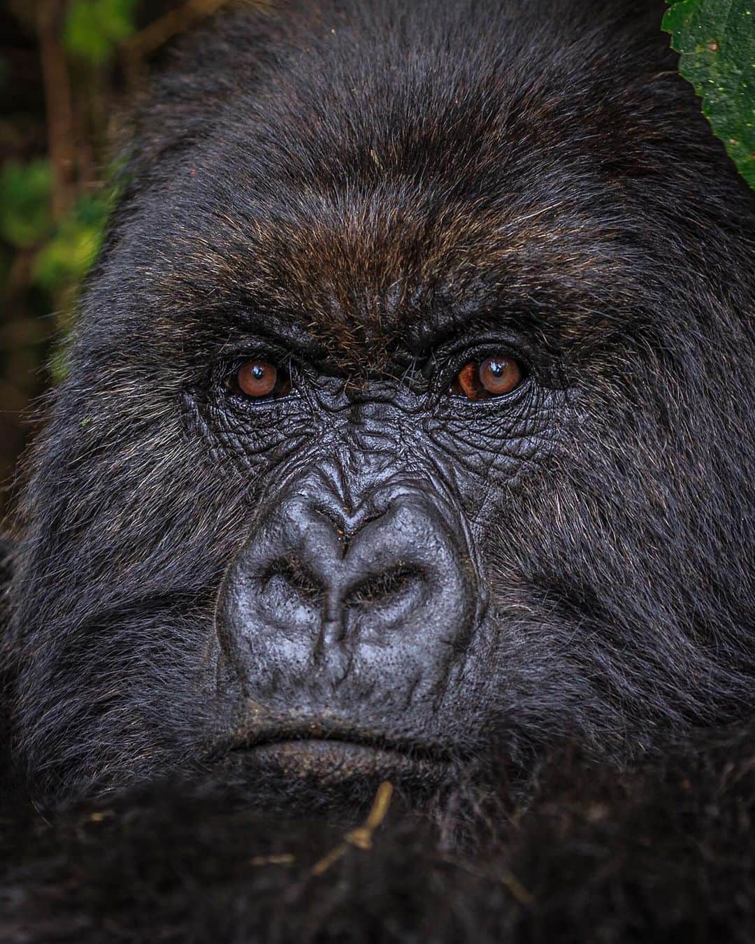 ナショナルジオグラフィックさんのインスタグラム写真 - (ナショナルジオグラフィックInstagram)「Photos by Ronan Donovan @ronan_donovan | This is Poppy. At the age of 42, she was the oldest living mountain gorilla on record. I had the pleasure of photographing Poppy for a @natgeo article on the legacy of Dian Fossey.  It has been announced by the Dian Fossey Gorilla Fund International @savinggorillas that Poppy is presumed dead since her last confirmed sighting in August. In addition to Poppy’s significance as the oldest recorded mountain gorilla, she was also the last gorilla to have been named by Dian Fossey. It’s the end of that direct link back to Fossey, yet the legacy of her work can be seen in Poppy’s old age. For a mountain gorilla to live out its years and die of old age is a huge conservation success story to be applauded. The tireless work continues on the ground and internationally to save the remaining 1,000 mountain gorillas. Please follow @ronan_donovan for more images from this @natgeo assignment.」6月28日 21時17分 - natgeo