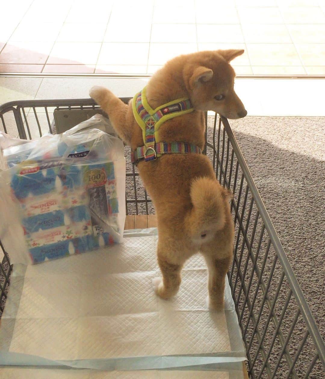 柴犬ハル&保護犬すずさんのインスタグラム写真 - (柴犬ハル&保護犬すずInstagram)「Shopping 🛍 . 「おかーしゃーん！ ハルの💩用のティッシュを 買ったよ〜〜🛒」 . #babyharu #生後3ヶ月時代 #お尻の穴が可愛い😍 #このままレジに行くと必ず可愛がってもらえる #だからハルは買い物が大好き . #柴犬#柴#kagoshima#dog#puppy#shibainu#shibastagram#いぬバカ部#family#鹿児島#赤柴#雑種#天文館#日本犬#保護犬を家族に#保護犬#元保護犬#家族」6月28日 21時22分 - haruharu040777