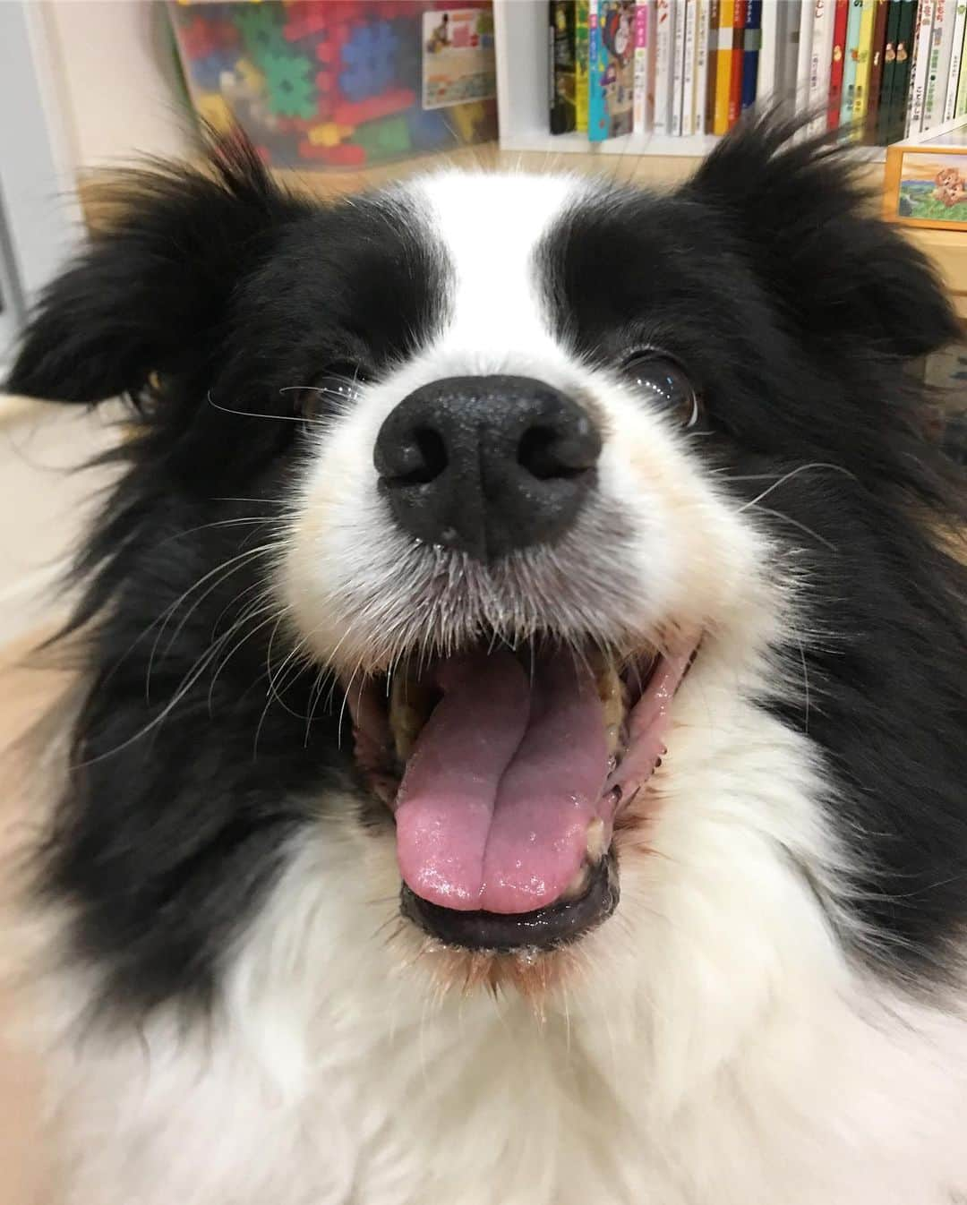 犬バカ部宣伝部長さんのインスタグラム写真 - (犬バカ部宣伝部長Instagram)「明日雨だけど…☔️﻿ お風呂そろそろ入れないと…なんだよね。﻿ そらちん。🛁﻿ 洗ってドライヤーして…うーん。2時間コースだな😅﻿ お互い頑張ろうね🤣💕﻿ ﻿ #犬バカ部﻿ #bordercollie﻿ #ボーダーコリー ﻿ #お風呂なんて大嫌い」6月28日 21時58分 - umetaturou