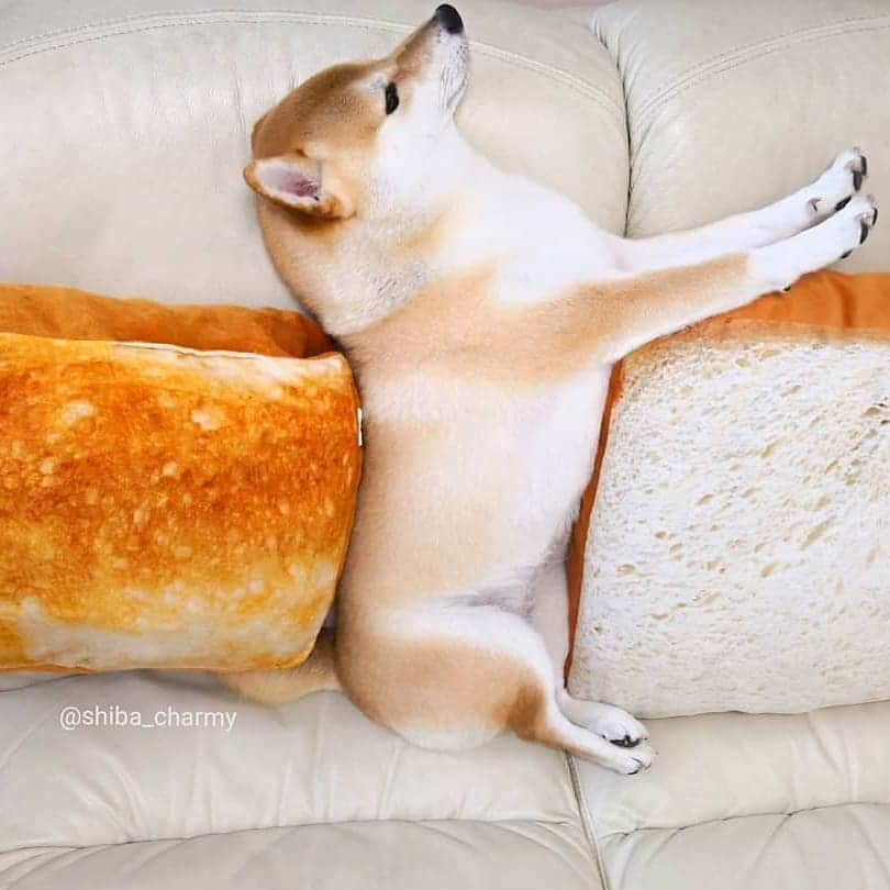 ちゃみさんのインスタグラム写真 - (ちゃみInstagram)「🍞🥐🐶 ちゃみパ～ン😋 でおやすみなさい💤」6月28日 22時03分 - shiba_charmy