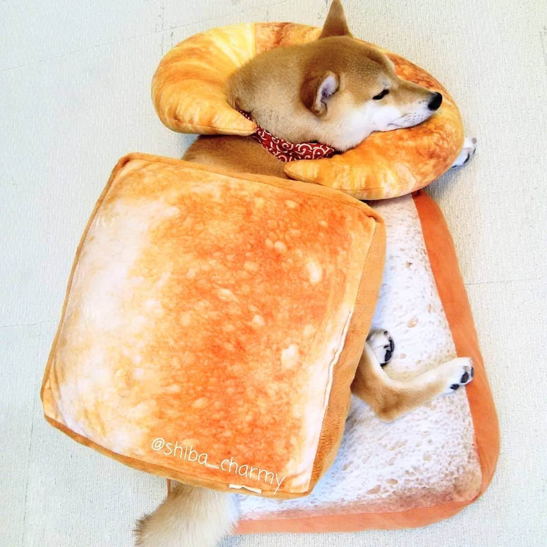 ちゃみさんのインスタグラム写真 - (ちゃみInstagram)「🍞🥐🐶 ちゃみパ～ン😋 でおやすみなさい💤」6月28日 22時03分 - shiba_charmy