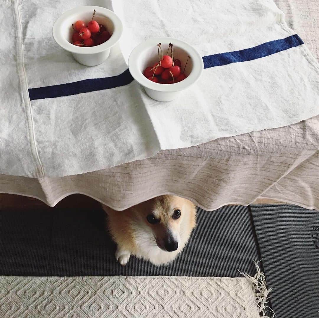 maggydaisyのインスタグラム：「_  モアがうちに来て2ヶ月  最近は オスワリが出来るようになって  時々お家でトイレシートにオチッコ出来るようになって  いろいろ破壊して作品もたくさん作ってくれた☻  掃除機、コロコロ、まだ全くダメ𓄼𓄼𓄼  3枚目の写真はパピーの頃のモア 何枚か写真をもらったけど 小さい頃から怖がりさんな感じかなぁ  これからもぼちぼち行きましょ  #maggydaisymore20180628 #corgi #コーギー #里親 #犬のいる暮らし #濱岡健太郎」