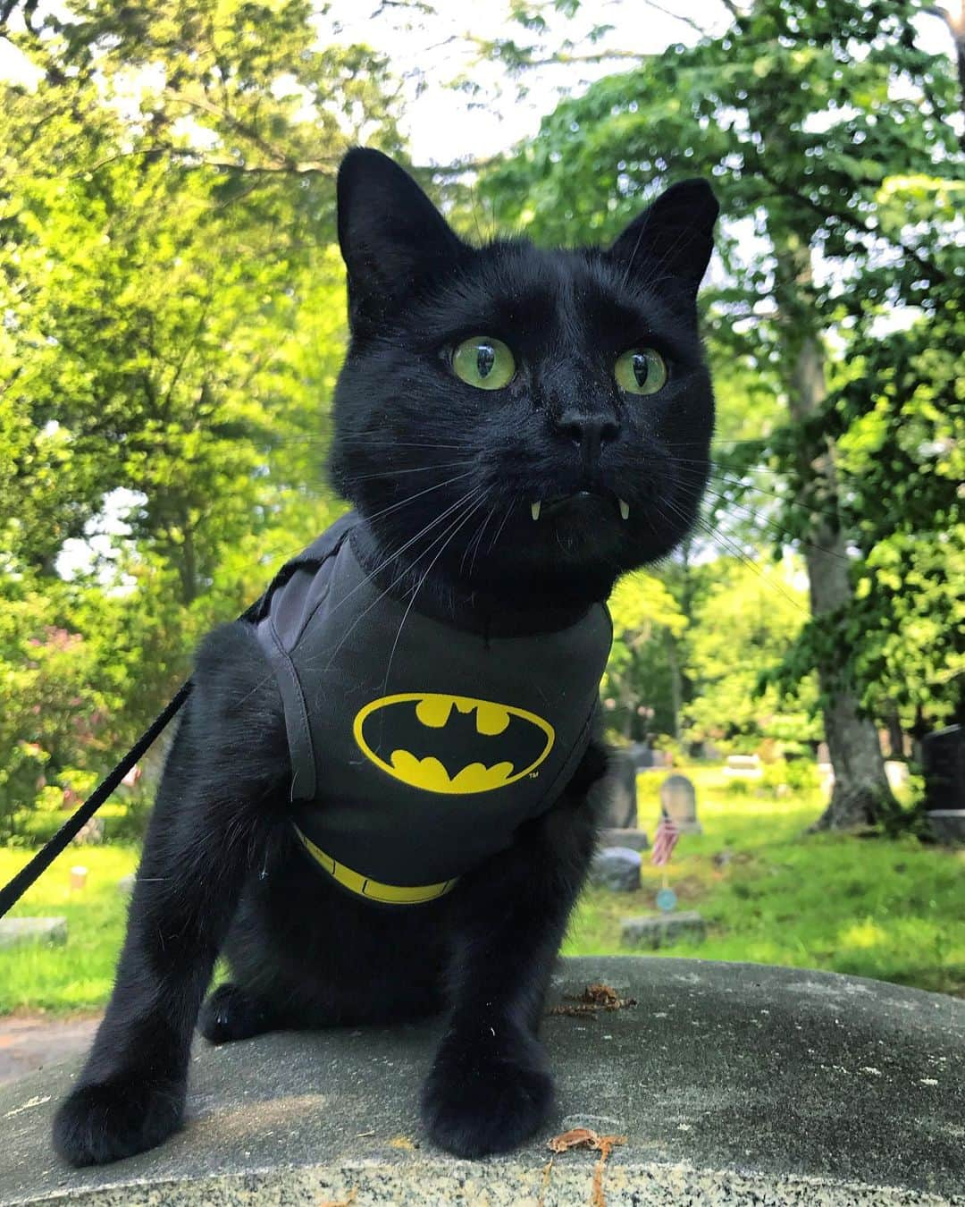 セルジオさんのインスタグラム写真 - (セルジオInstagram)「I AM WEEKEND READY!!!!#fridaygameface🤘🏿🦇 . . #happyfriyay #monkeybusiness #batcat #blackcats #vampirecat #catexplorer #catonaleash #catsofig #catsonleashes #fangsout #teef #teefies #igcats #igkitty #blackcatsofinstagram #catsofinsta #vampires #catslife #cutecats #happycat #catmom #myfurbaby #spoiledcat #ellenratemycat #petco #catstercats #9gagcute #buzzfeedcats #thedodo」6月28日 22時19分 - monkandbean