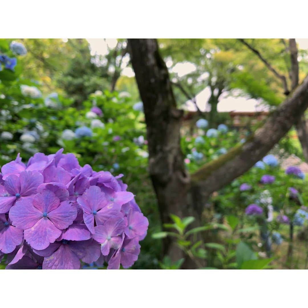森千波さんのインスタグラム写真 - (森千波Instagram)「#1000hana . . . . . . .  #hydrangea#flowers#pink#purple#pink#green#nature#あじさい#花#自然#寺#久安寺」6月28日 22時35分 - 1000wave
