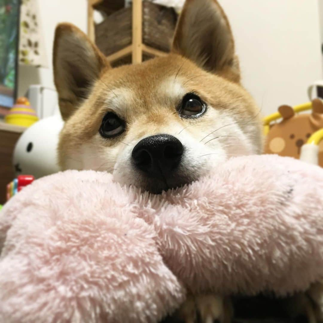 ゆもこさんのインスタグラム写真 - (ゆもこInstagram)「「明日は雨じゃないといーなー」 梅雨に入ったとたん、ものすごい湿度に身体が重いです😅 梅雨前と梅雨後でこんなに違うのかと思うくらいに、ジメジメ… ご飯作ったり火の元にいるだけでジワーッと汗が出てきます💦 みなさんも水分補給を忘れずに、お気をつけくださいね〜！🥛 ※ ※ ※ #dogsofinstagram #日本犬 #柴犬 #柴 #赤柴 #shiba #犬バカ部 #ふわもこ部 #柴犬マニア #しば #shibadog #sibainu #ひより日和 #柴女子 #shibagram #shibastagram #いぬら部 #いぬのきもち #pecoいぬ部 #柴犬ひより」6月28日 22時45分 - yumohiyo