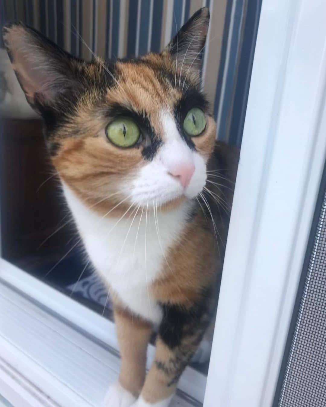 リリーのインスタグラム：「We made it to the weekend?! Woo hoo🎉」