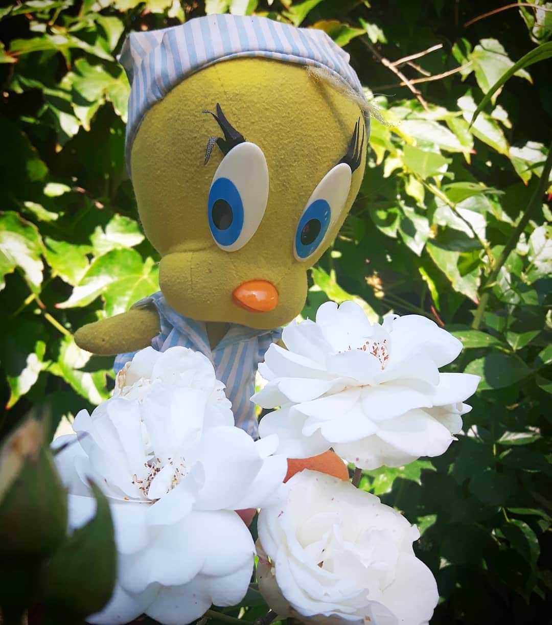 Little Yellow Birdさんのインスタグラム写真 - (Little Yellow BirdInstagram)「It's Friday, guys!! I hope everyone is doing fine, being happy and healthy! Have a great weekend😘 #littleyellowbird #tweety #tweetykweelapis #adventures #yellow #bird #roos #happy #healthy #weekend #friday #sunnyday #summer #june #garden #flowers #rose #stuffedanimalsofinstagram #plushiesofinstagram」6月28日 23時03分 - tweetykweelapis