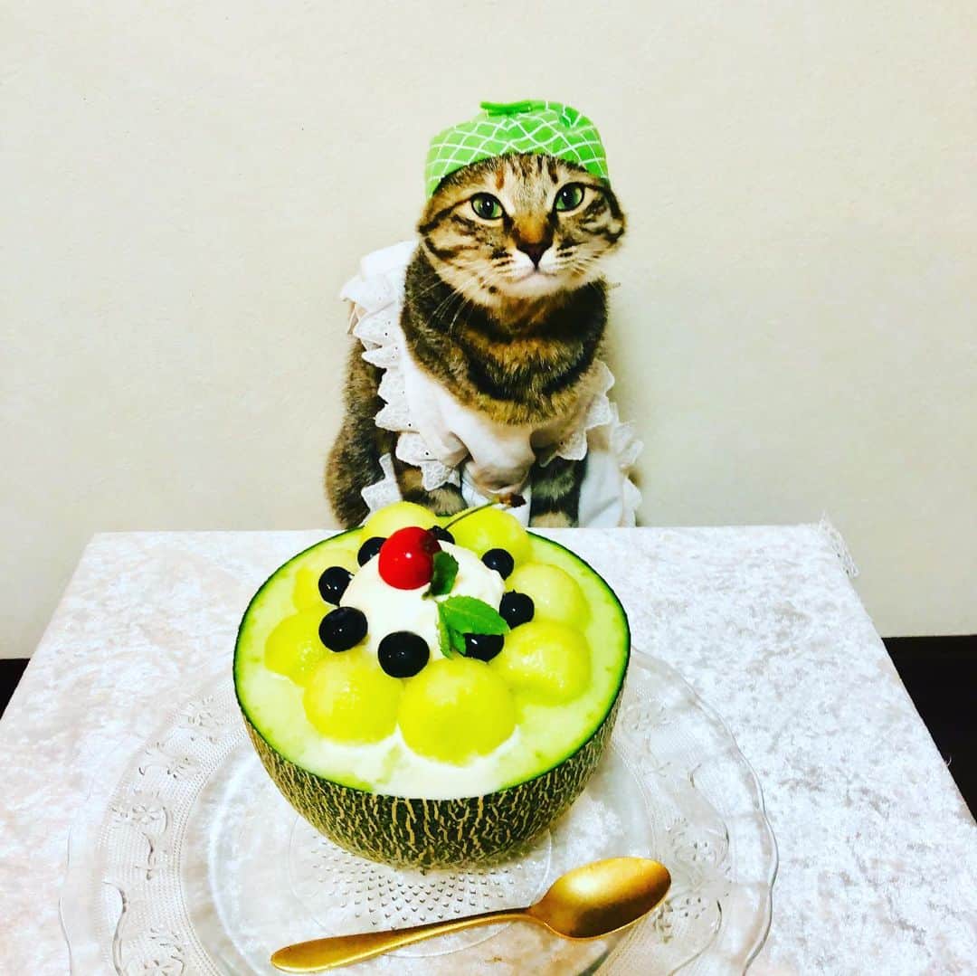 マロさんのインスタグラム写真 - (マロInstagram)「🍈パフェの日🍒 SWIPE⏩ June 28 is the day of parfait in Japan. ☆ いつもコメントありがとうございます😸🙏💕 返信出来なくてすみません🙇‍♀️ 全て拝見しています🐾 ☆ Thank you for your kind comments😸🙏💕 I'm sorry that I couldn't reply. ☆ #cat#cats#catsofinstagram#😻 #sweetcatclub#parfait#sweets #japaneseculture#melon#ねこ #にゃんすたぐらむ#猫#ねこ部 #ふわもこ部#パフェの日#パフェ #今日は何の日#メロンパフェ #メロン#猫との暮らし」6月28日 23時01分 - rinne172