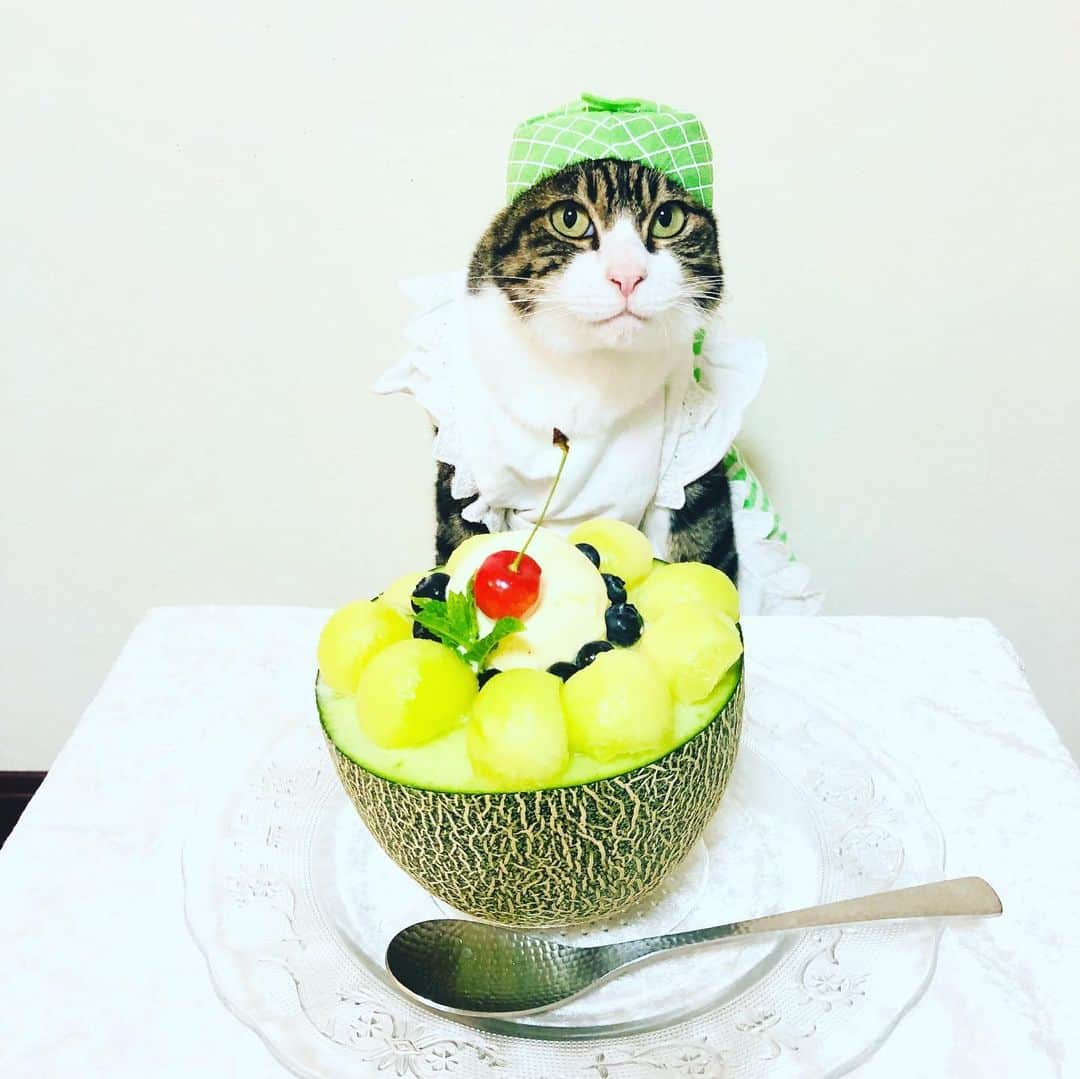 マロさんのインスタグラム写真 - (マロInstagram)「🍈パフェの日🍒 SWIPE⏩ June 28 is the day of parfait in Japan. ☆ いつもコメントありがとうございます😸🙏💕 返信出来なくてすみません🙇‍♀️ 全て拝見しています🐾 ☆ Thank you for your kind comments😸🙏💕 I'm sorry that I couldn't reply. ☆ #cat#cats#catsofinstagram#😻 #sweetcatclub#parfait#sweets #japaneseculture#melon#ねこ #にゃんすたぐらむ#猫#ねこ部 #ふわもこ部#パフェの日#パフェ #今日は何の日#メロンパフェ #メロン#猫との暮らし」6月28日 23時01分 - rinne172