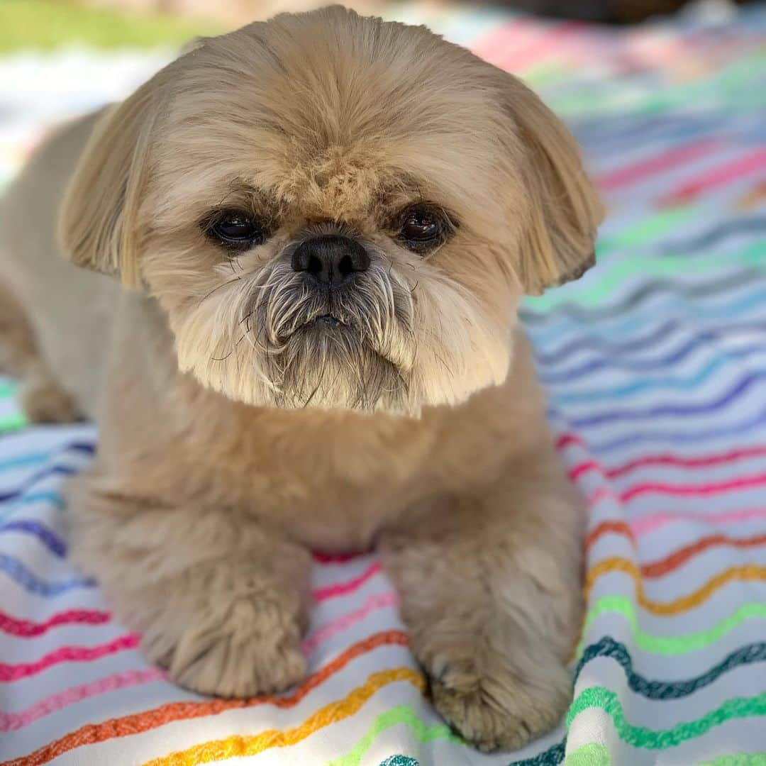 Dougie the Shih Tzuさんのインスタグラム写真 - (Dougie the Shih TzuInstagram)「Happy Pride, San Francisco! ❤️🧡💛💚💙💜」6月28日 23時05分 - dailydougie