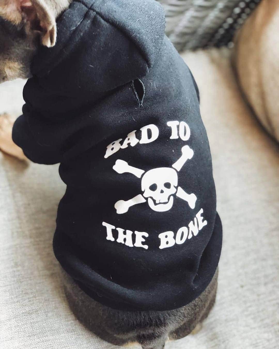 French Bulldogさんのインスタグラム写真 - (French BulldogInstagram)「Bad To The Bone hoodie by @frenchie.world ☠☠☠ Check the LINK IN OUR BIO 🔝🔝🔝 @_thefrenchlouie . . . . . #frenchie #frenchieoftheday#französischebulldogge#franskbulldog #frenchbull#fransebulldog #frenchbulldog#frenchiepuppy #dog#dogsofinstagram #petstagram#puppy #puppylove #bully#bulldog #bullyinstafeature#bulldogfrances #フレンチブルドッグ #フレンチブルドッグ #フレブル #frenchyfanatics#frenchiesgram#frenchbulldogsofinstagram#frenchiesoverload#ilovemyfrenchie #batpig #buhi#buhigram #buhistagram」6月29日 4時35分 - frenchie.world