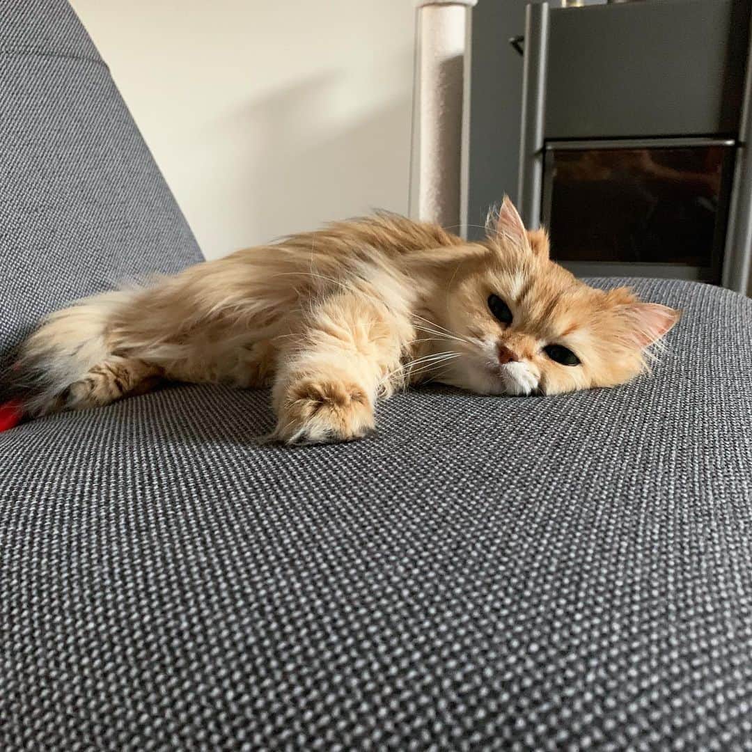 Smoothieさんのインスタグラム写真 - (SmoothieInstagram)「A heatwave is hitting Western Europe 🔥☀️😥 How’s the weather at your place?」6月29日 4時36分 - smoothiethecat
