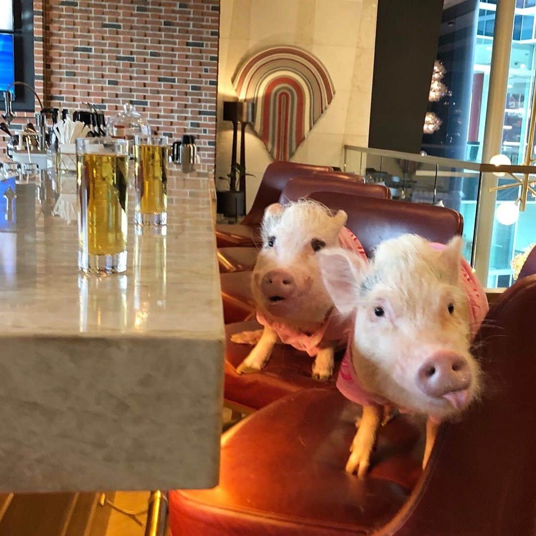 Priscilla and Poppletonさんのインスタグラム写真 - (Priscilla and PoppletonInstagram)「Pop, “Look at you, you have a baby...In a bar!” That was Penn’s face when he found out his was apple juice.🐷🍎🥃#underage Swipe to see Silly Pop’s face when he heard, “Last Call!” He closed down the bar at the @omnibatteryatl while we were there.🐷🍺P.S. Who can name what movie the first line of this caption is from?🐷👩🏼👶🏼🍺 #AttheOmni #drinkingbuddies #Atlanta #PopandPenn #PrissyandPop」6月28日 23時25分 - prissy_pig