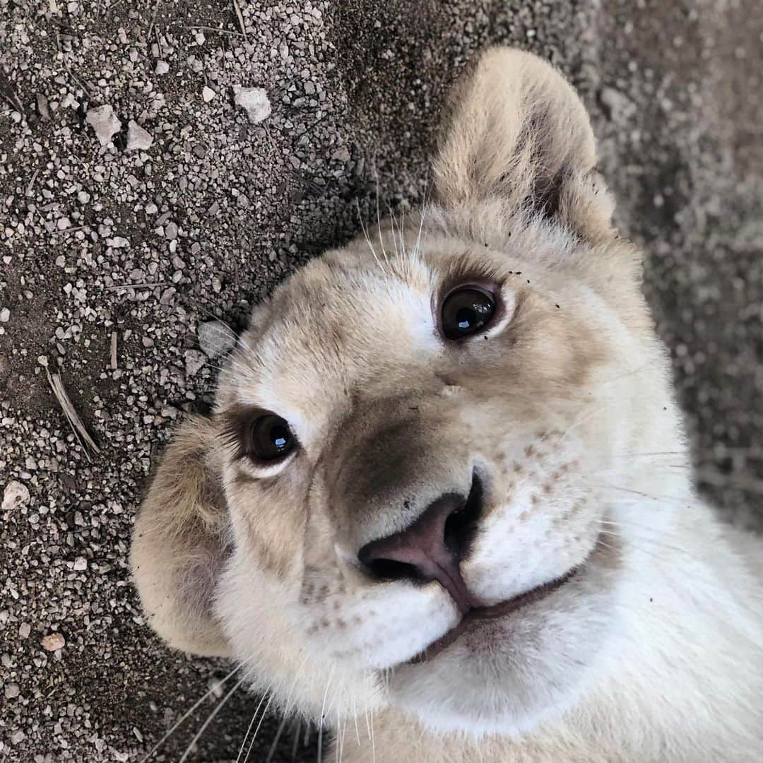 Zoological Wildlife Foundationさんのインスタグラム写真 - (Zoological Wildlife FoundationInstagram)「TGIF face🤪😂 #whitelion #lion #cub #conservation #endangeredspecies #zwfmiami #zwf」6月28日 23時51分 - zwfmiami
