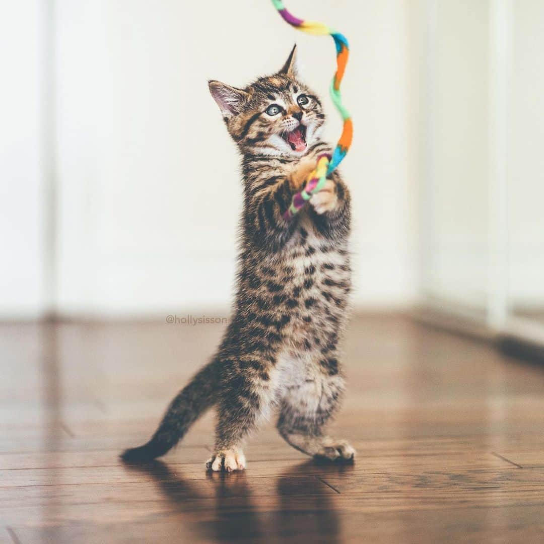 Holly Sissonのインスタグラム：「How you feel on the Friday of a long weekend! #canadadayweekend #longweekend #tabbykitty #mainecoon (See more of Emma on @pitterpatterfurryfeet) ~ Canon 1D X MkII + 85 f1.4L IS @ f1.4  See my bio for full camera equipment information plus info on how I process my images. 😊」