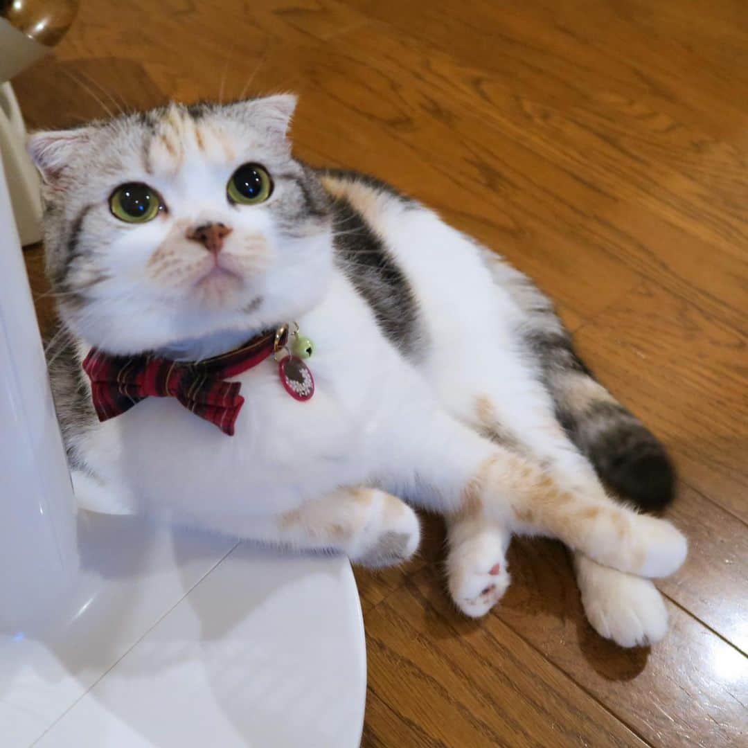 takegaeruのインスタグラム：「まりん、おやすみ🙂  #cat #scottishfold #猫 #スコティッシュフォールド #三毛スコ友の会」
