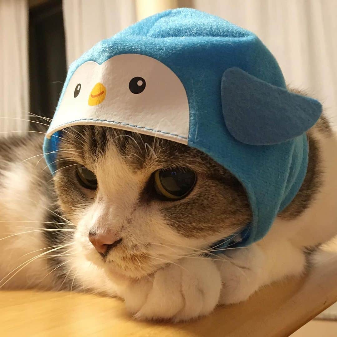 ミツバ&フックのインスタグラム：「本日の夜フリマ、猫好きの方々にご来店いただき2500円の寄付金が集まりました。ありがとうございます。ジーコ @i_am_zico_2019 のお世話をしてるナイスガイ&ガールズへ責任をもって届けしますね。 ・ なぜかひとつだけ売れ残った被り物…またこの子に使ってもらいます。ミツバ、似合ってるよ。  #夜フリマ #お買いものしナイト」