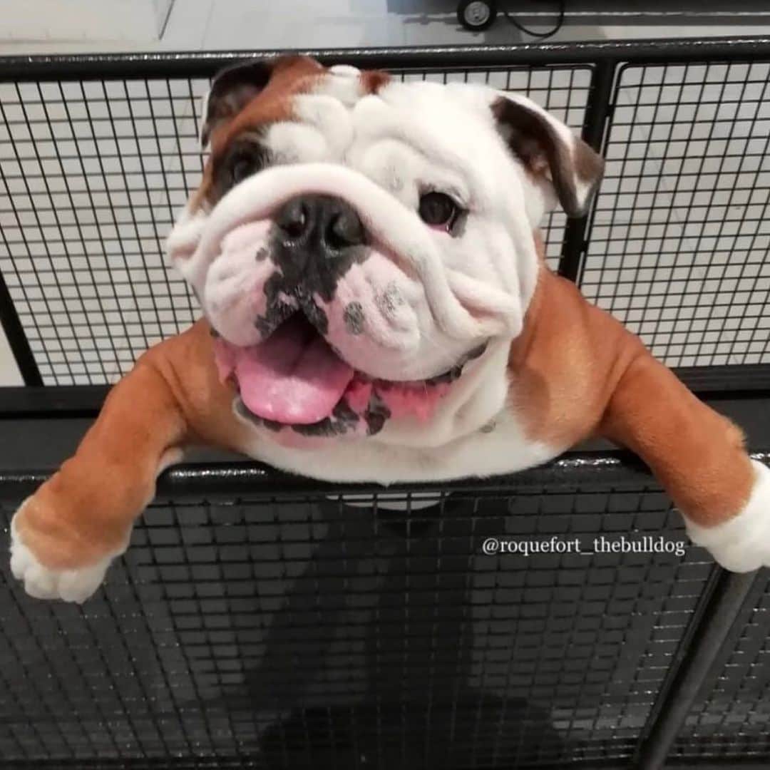 Bodhi & Butters & Bubbahさんのインスタグラム写真 - (Bodhi & Butters & BubbahInstagram)「Smile 😊 it’s Friday 🎉 . . . . #friday #smile #weekend #love #bulldog #bestoftheday #dogsofinstagram #puppy @roquefort_thebulldog」6月29日 0時45分 - keonistuff