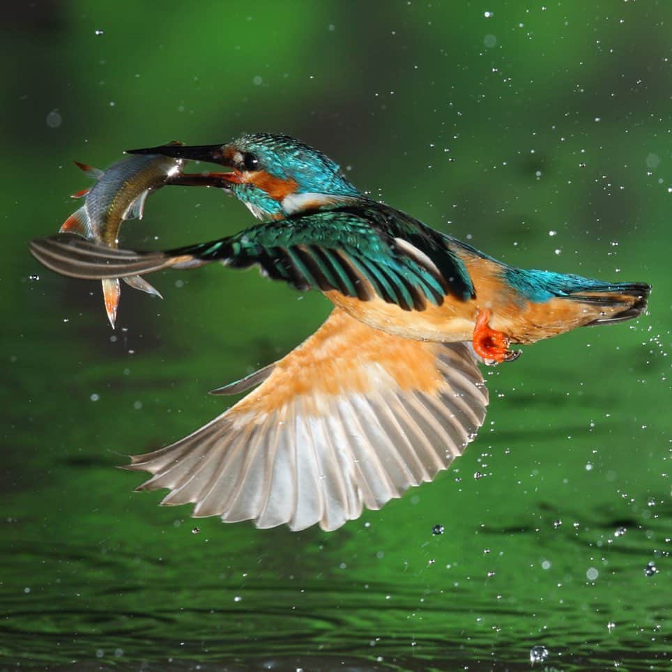 National Geographic Creativeさんのインスタグラム写真 - (National Geographic CreativeInstagram)「What's your favorite photo? Check out what caught our eye in this week's selection of #WhatWeLiked from the Image Collection editors | #Kingfisher by @joepetersburger | #Library by @sselbe | #SquirrelMonkey by @jasonedwardsng | #India by @johnstanmeyer」6月29日 0時56分 - natgeointhefield