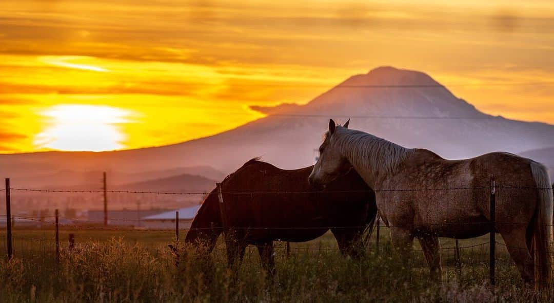 ボー・マーショフさんのインスタグラム写真 - (ボー・マーショフInstagram)「This was last week somewhere  east of the #cascades in eastern Washington 😊#bojack #horse #sunset #photography」6月29日 0時50分 - beau_mirchoff